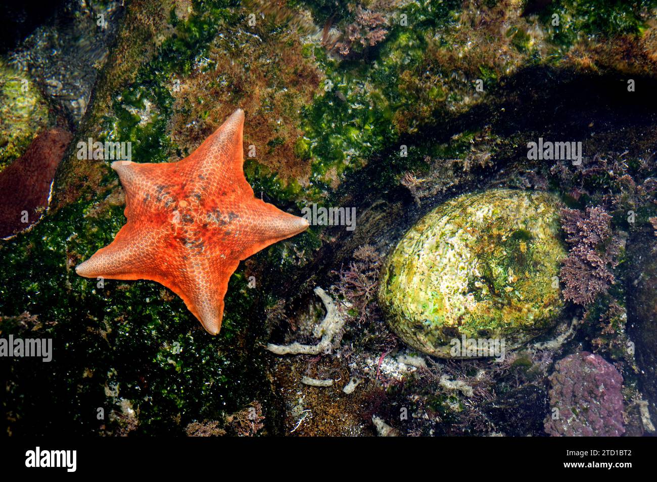 Goose foot star (Anseropoda placenta) starfish on the left  and Haliotis tuberculata on right. Stock Photo