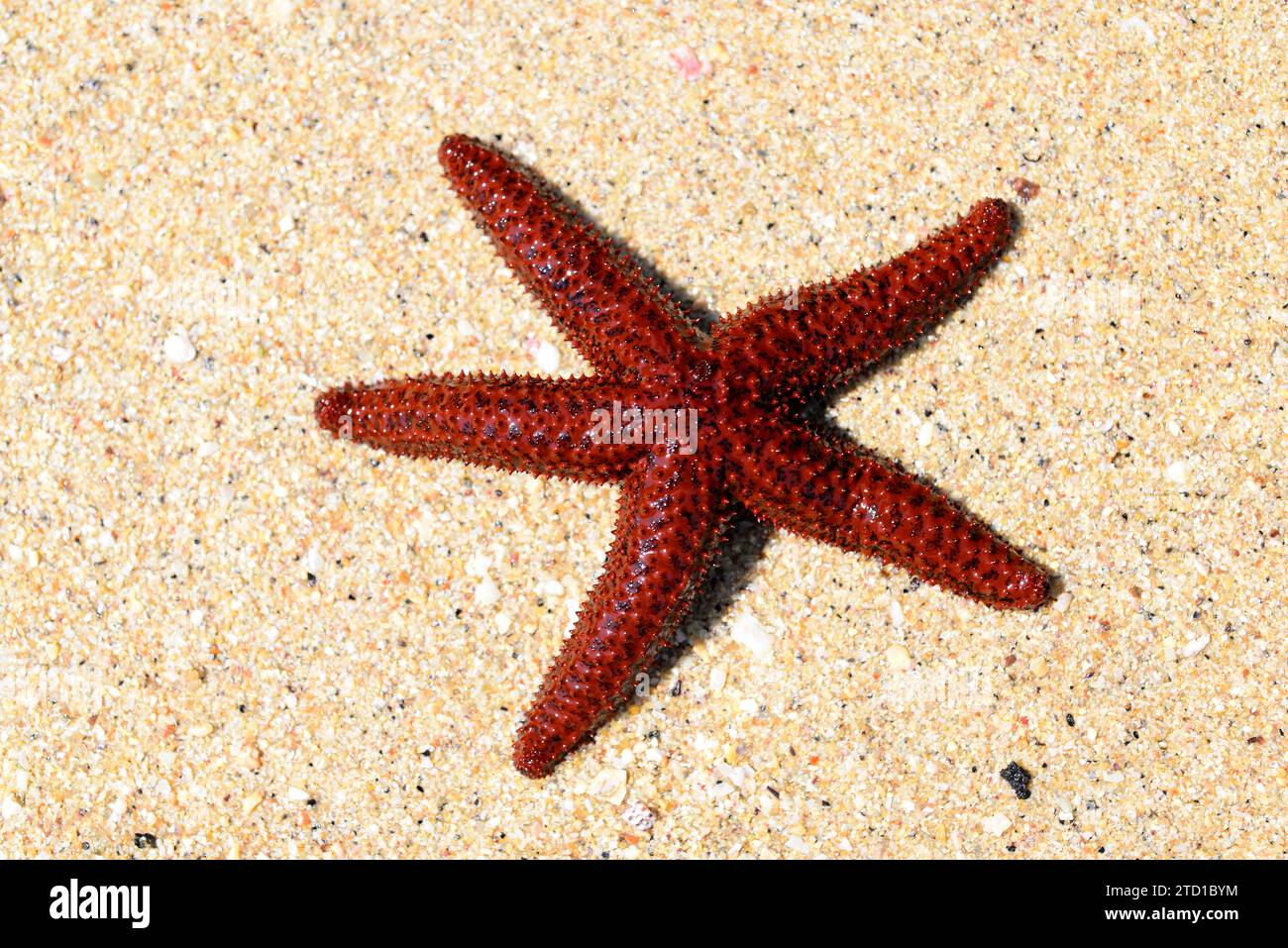 Orange knobby star (Echinaster echinophorus or Othilia echinophora) is a sea star native to western Atlantic Ocean from Florida to Brazil. This photo Stock Photo