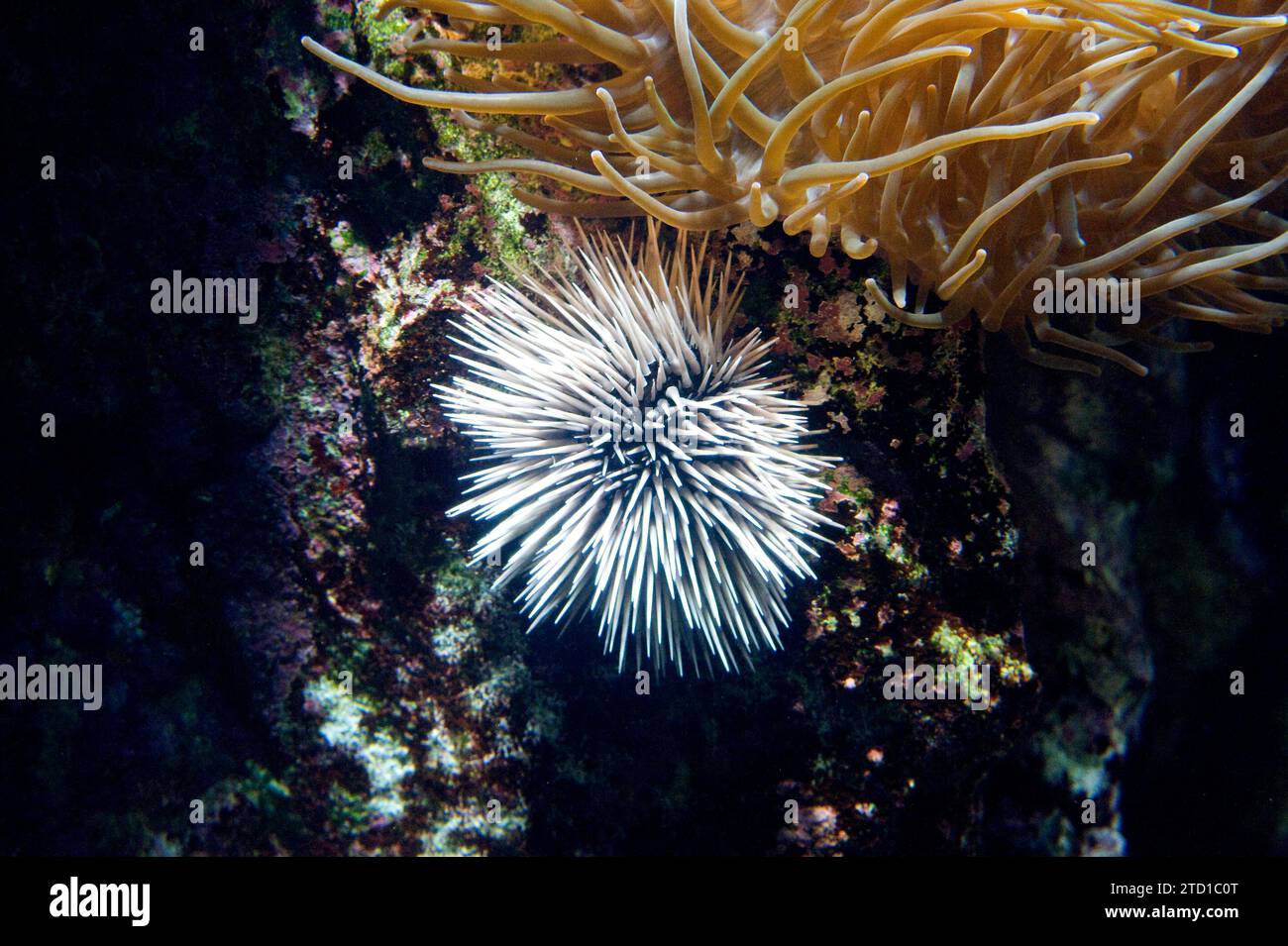 Burrowing urchin (Echinometra mathaei) is a sea urchin native to Indo-Pacific region. Stock Photo