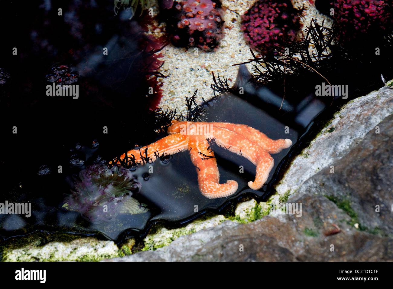 Mottled star (Evasterias troscheli) is a sea star of very variable ...