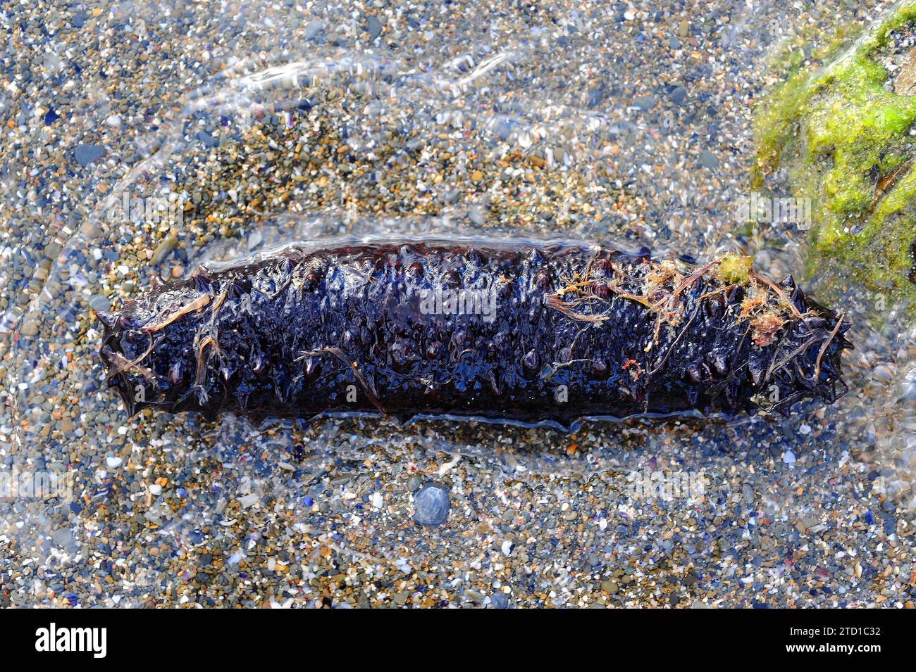 Black sea cucumber (Holothuria forskali). This photo was taken in Cap Creus, Girona province, Catalonia, Spain. Stock Photo