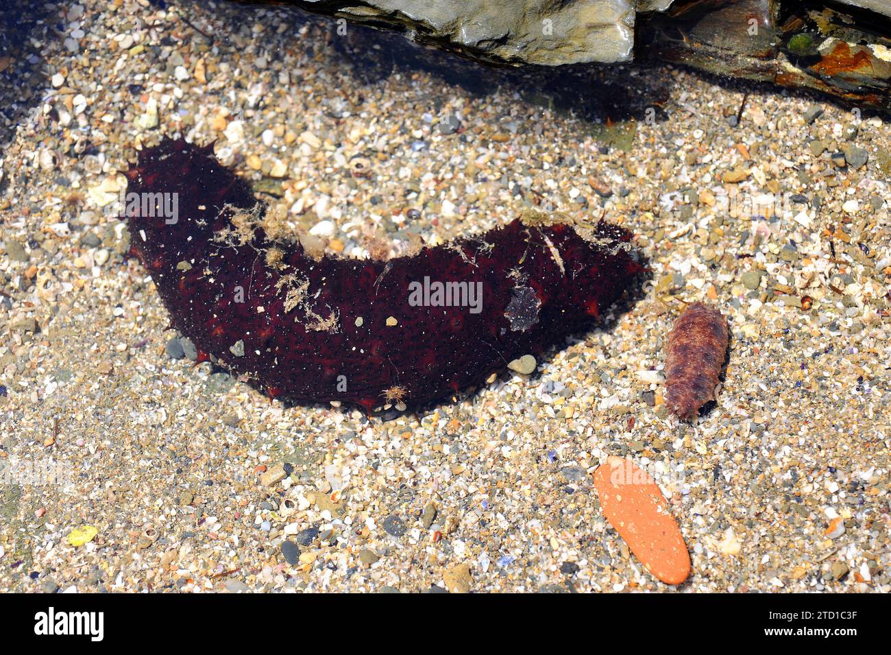 Tubular sea cucumber (Holothuria tubulosa) is a species of sea cucumber feeds on detritus and plankton. Adult and young specimens. This photo was take Stock Photo