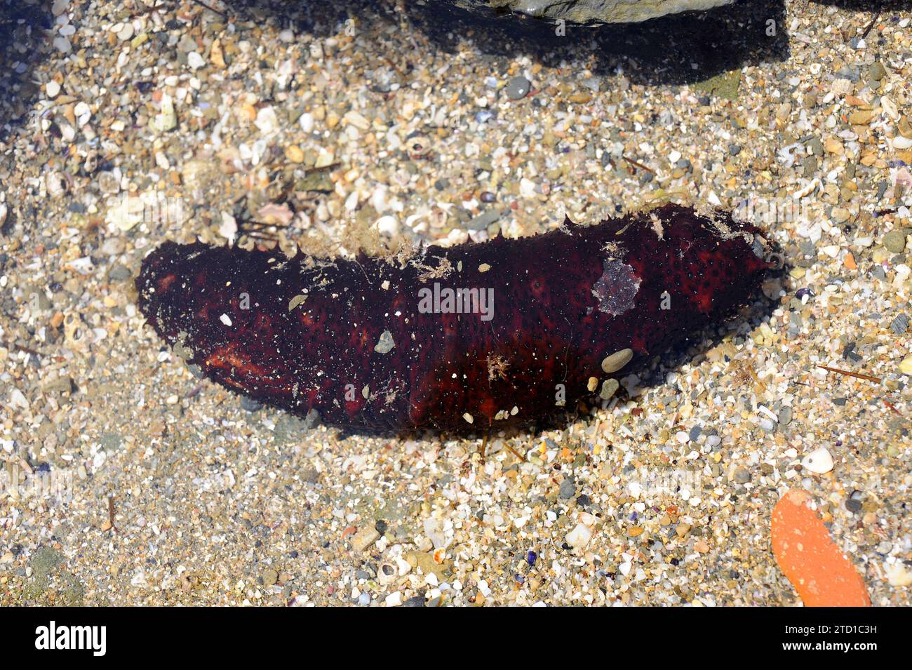 Tubular sea cucumber (Holothuria tubulosa) is a species of sea cucumber feeds on detritus and plankton. This photo was taken in Cap Creus, Girona prov Stock Photo