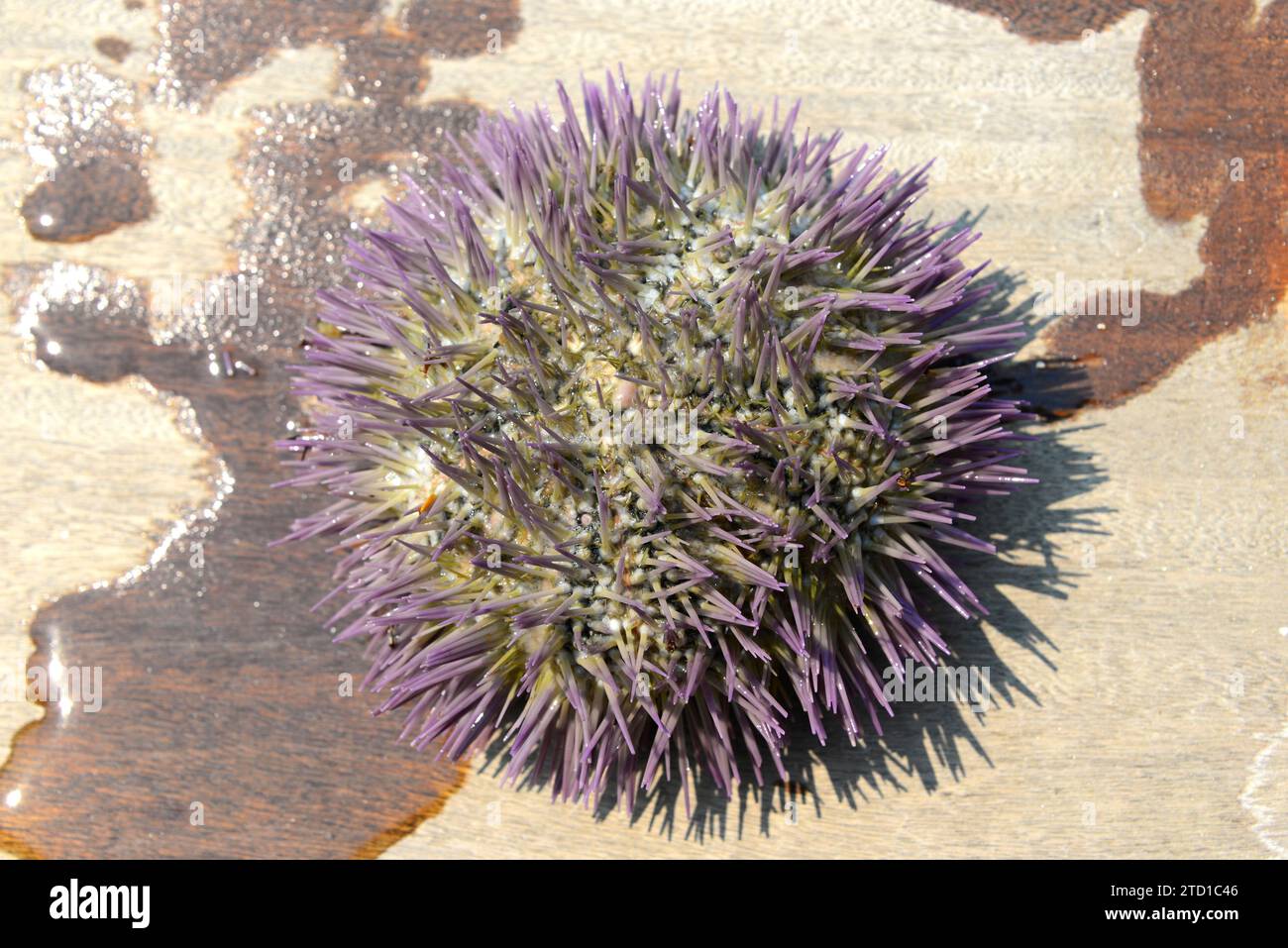 Variegated sea urchin (Lytechinus variegatus) is a sea urchin native to worms waters of western Atlantic Ocean. This photo was taken in Paraty coast, Stock Photo