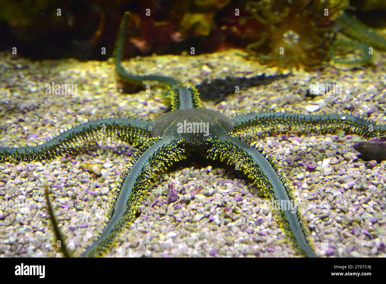 Green brittle star (Ophiarachna incrassata) is a large ophiure native to Indo-Pacific. Stock Photo
