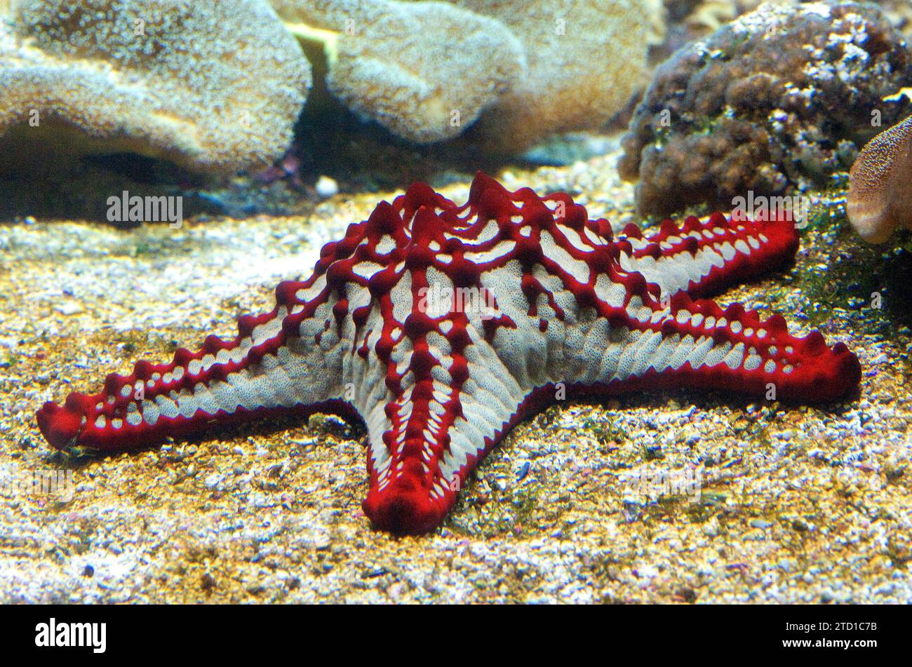Red knob sea star (Protoreaster linckii) is a carnivore starfish native to Indo-Pacific. Stock Photo