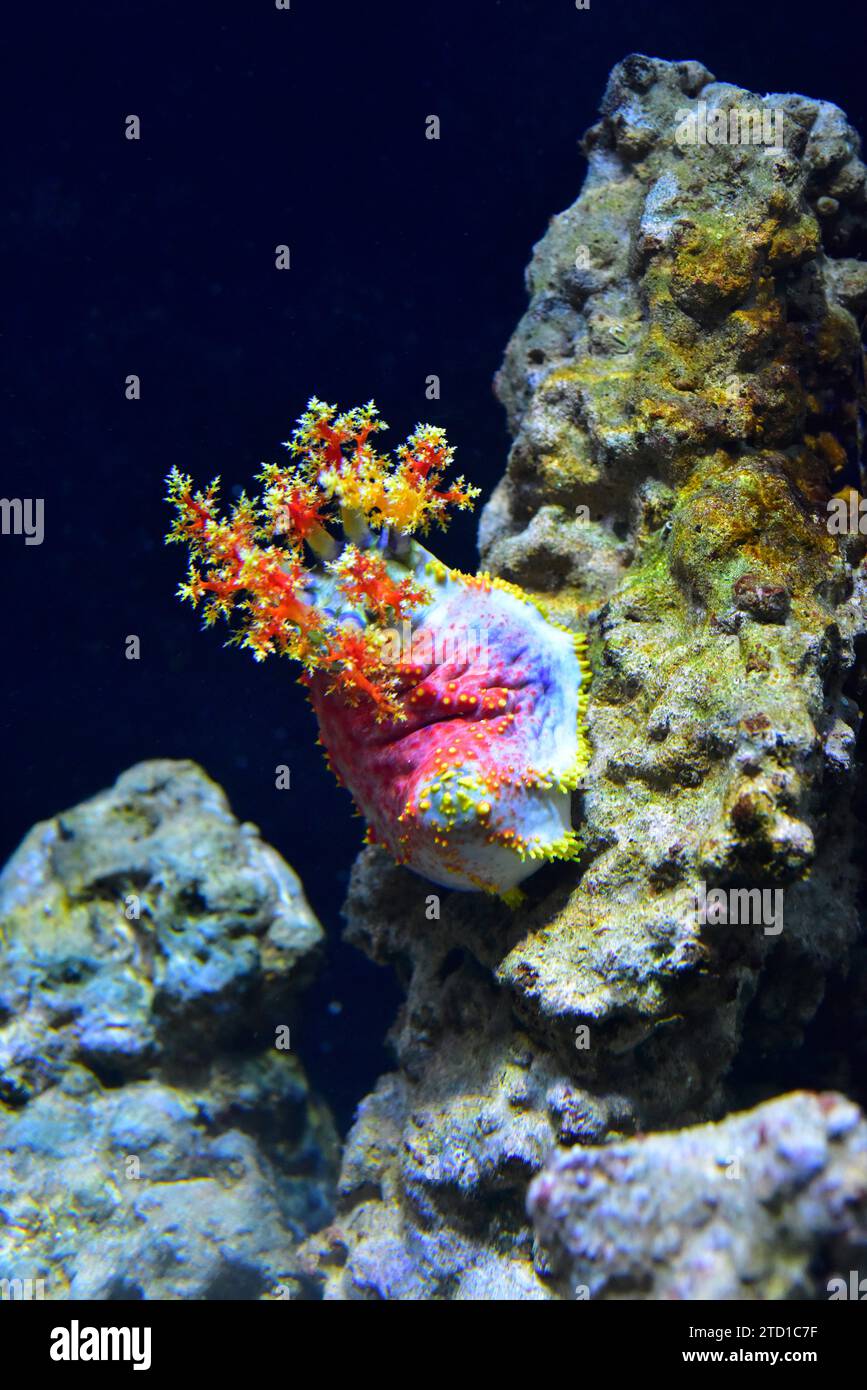 Sea apple (Pseudocolochirus axiologus) is a colorful sea cucumber native to Indo-Pacific. Stock Photo