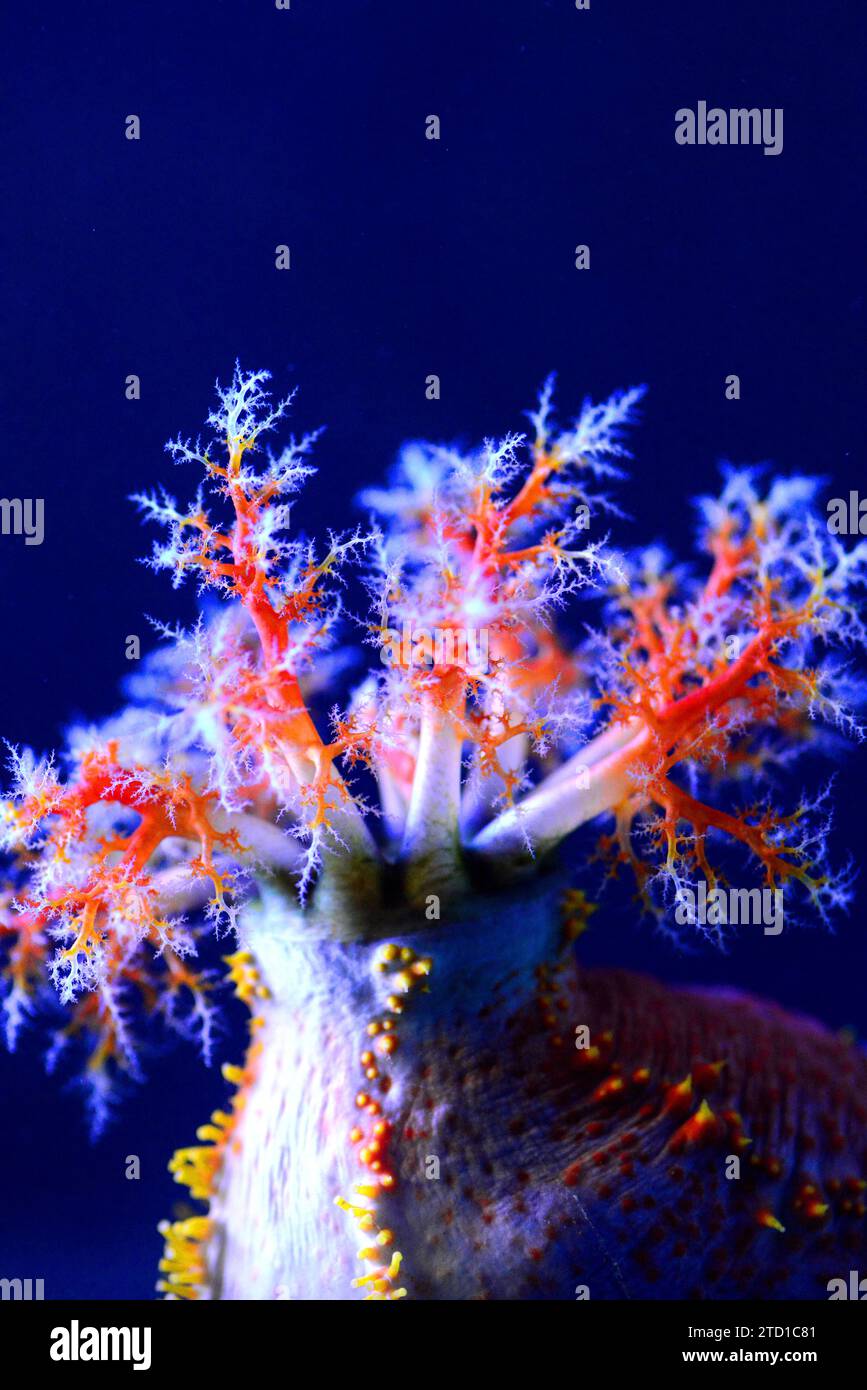 Sea apple (Pseudocolochirus axiologus) is a colorful sea cucumber native to Indo-Pacific. Stock Photo