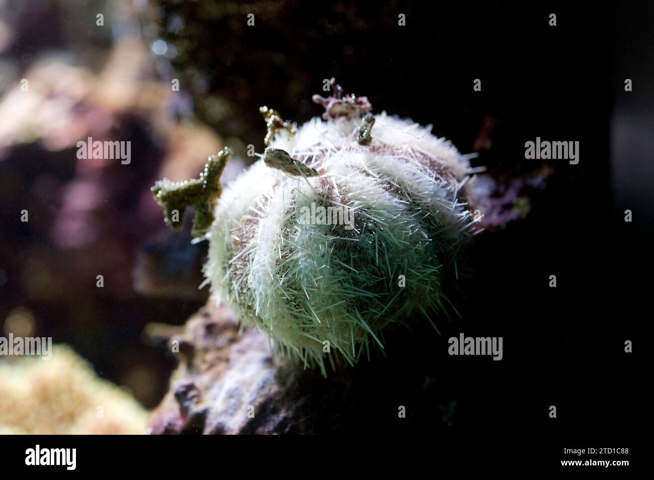 Green sea urchin (Strongylocentrotus droebachiensis) is an omnivore sea urchin native to northern Atlantic and Pacific Oceans. Stock Photo
