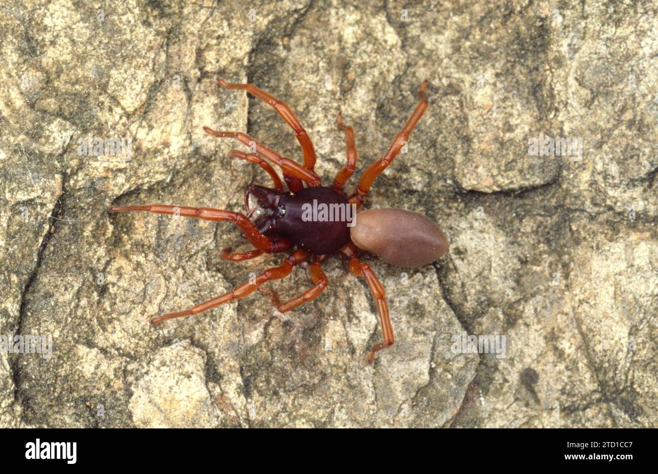 Woodlouse spider or sowbug hunter (Dysdera crocata) is a spider native to Mediterranan Basin but with a cosmopolitan distribution today. Stock Photo