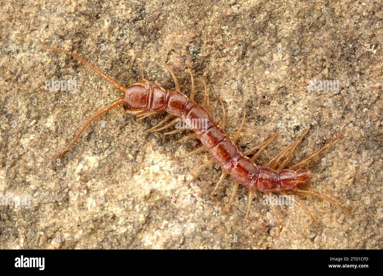 Brown centipede or stone centipede (Lithobius piceus) is a myriapoda native to central and southern Europe. Stock Photo