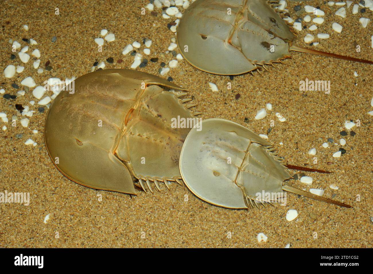 Atlantic horseshoe crab (Limulus polyphemus) is a marine arthropod