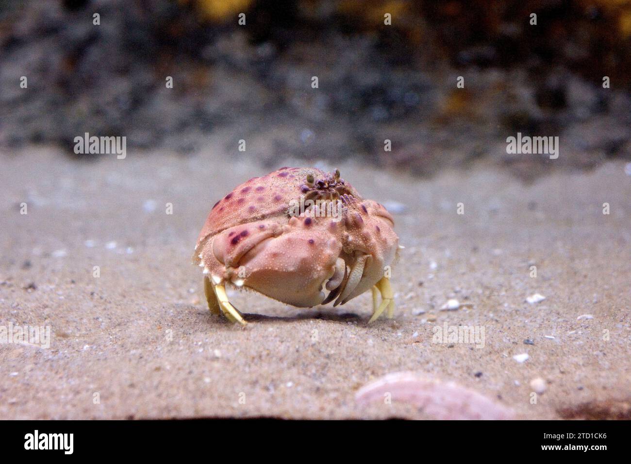 Box crab (Calappa granulata) is a marine crustacean native to Mediterranean Sea and Canary Islands. Stock Photo