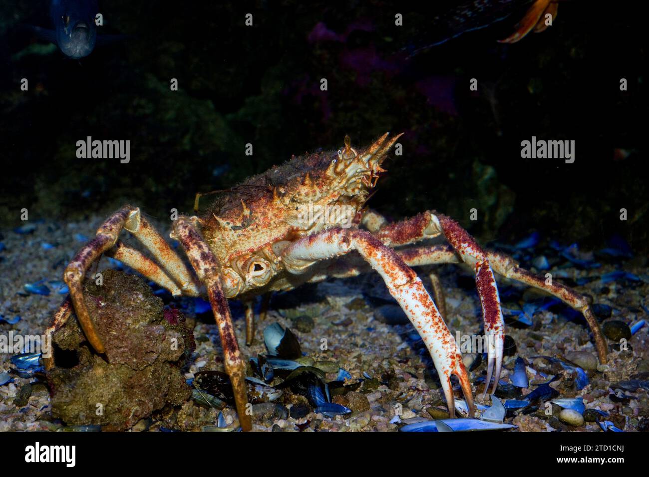 Spiny spider crab (Maja squinado) is an edible crab native to eastern