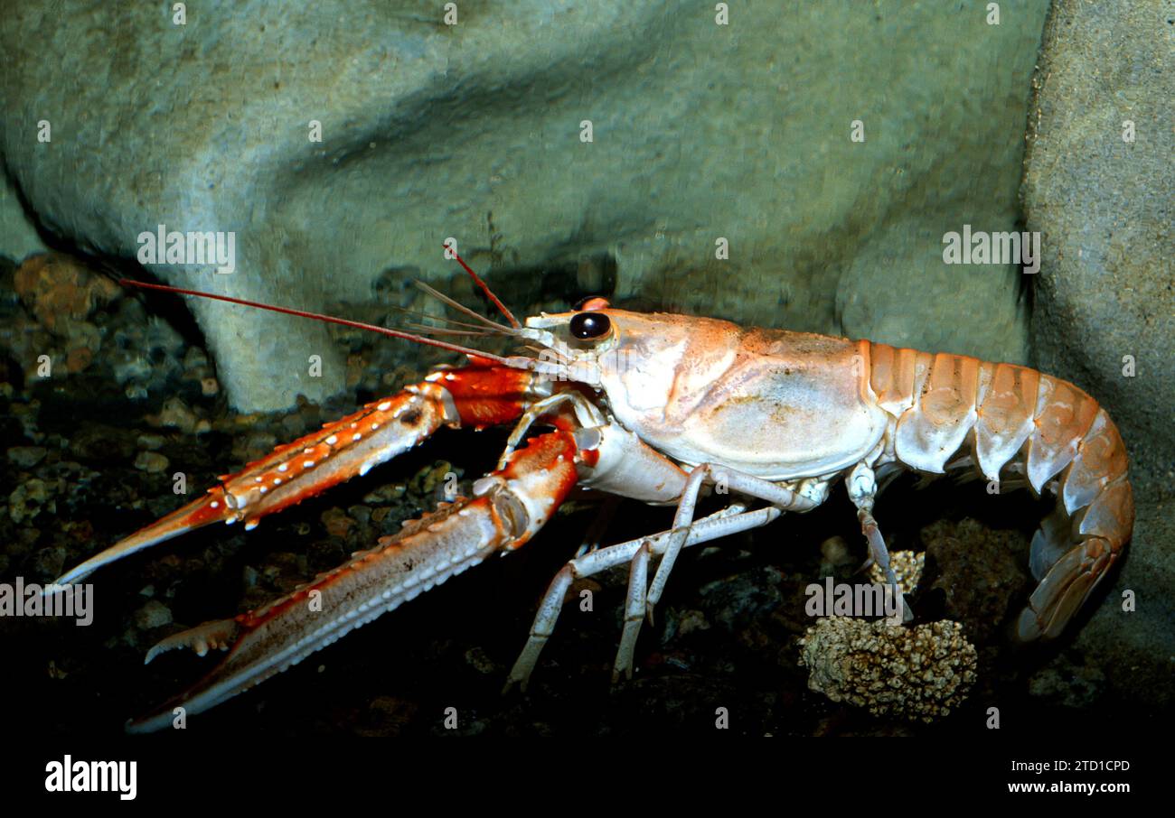 Norway lobster (Nephrops norvegicus) is an edible crustacean native to eastern Atlantic Ocean and Mediterranean Sea. Stock Photo