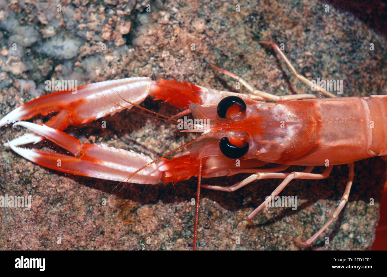 Norway lobster (Nephrops norvegicus) is an edible crustacean native to eastern Atlantic Ocean and Mediterranean Sea. Stock Photo