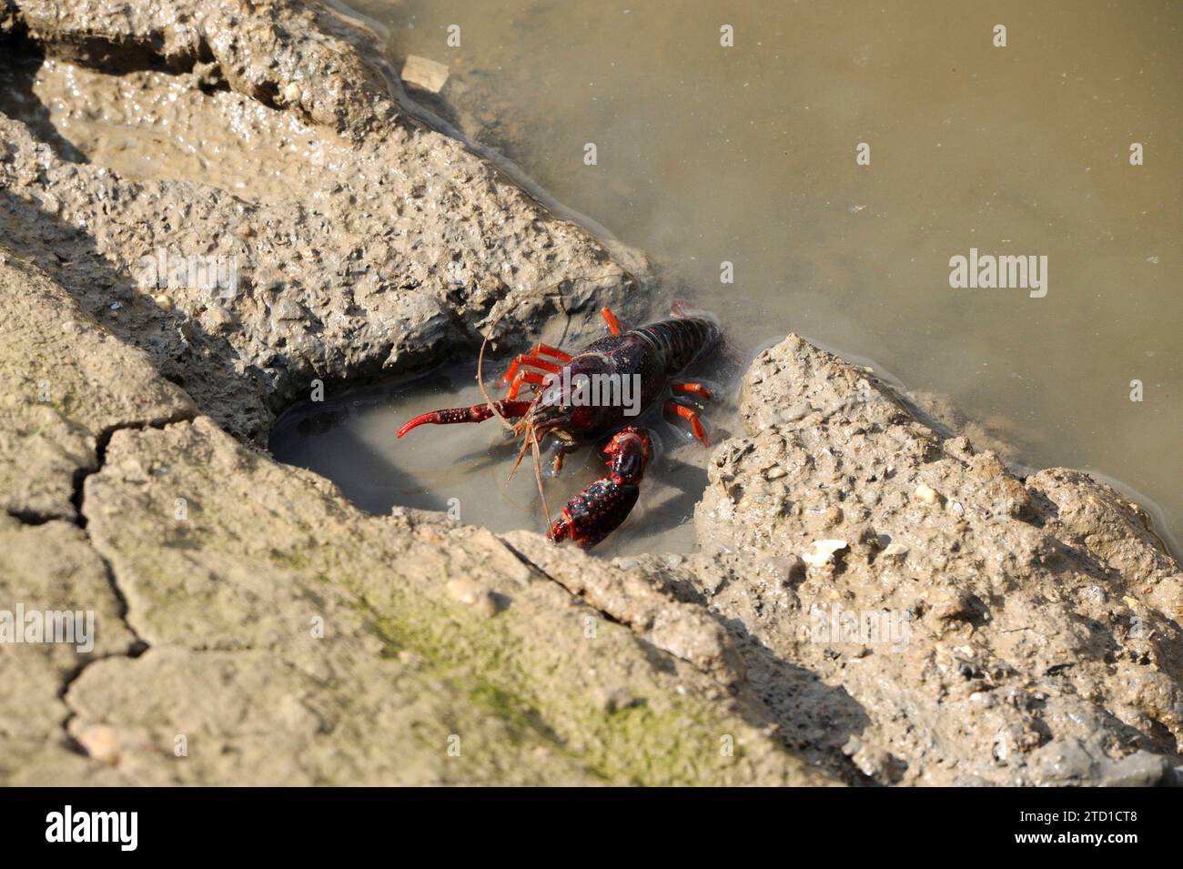Red swamp crawfish or red swamp crayfish (Procambarus clarkii) is a freshwater crayfish native to northern Mexico and southern USA but introduced in o Stock Photo