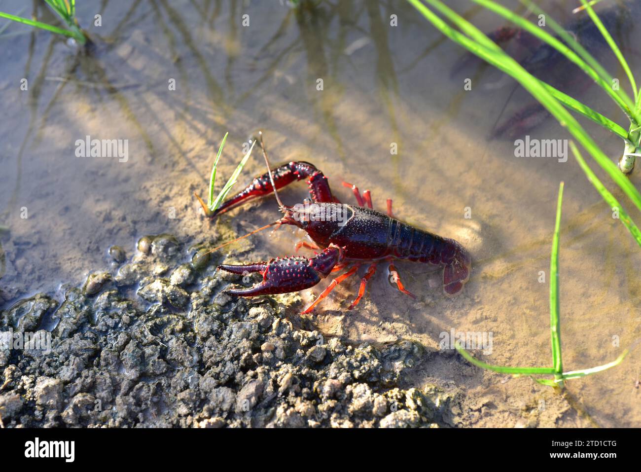 Red swamp crawfish or red swamp crayfish (Procambarus clarkii) is a freshwater crayfish native to northern Mexico and southern USA but introduced in o Stock Photo