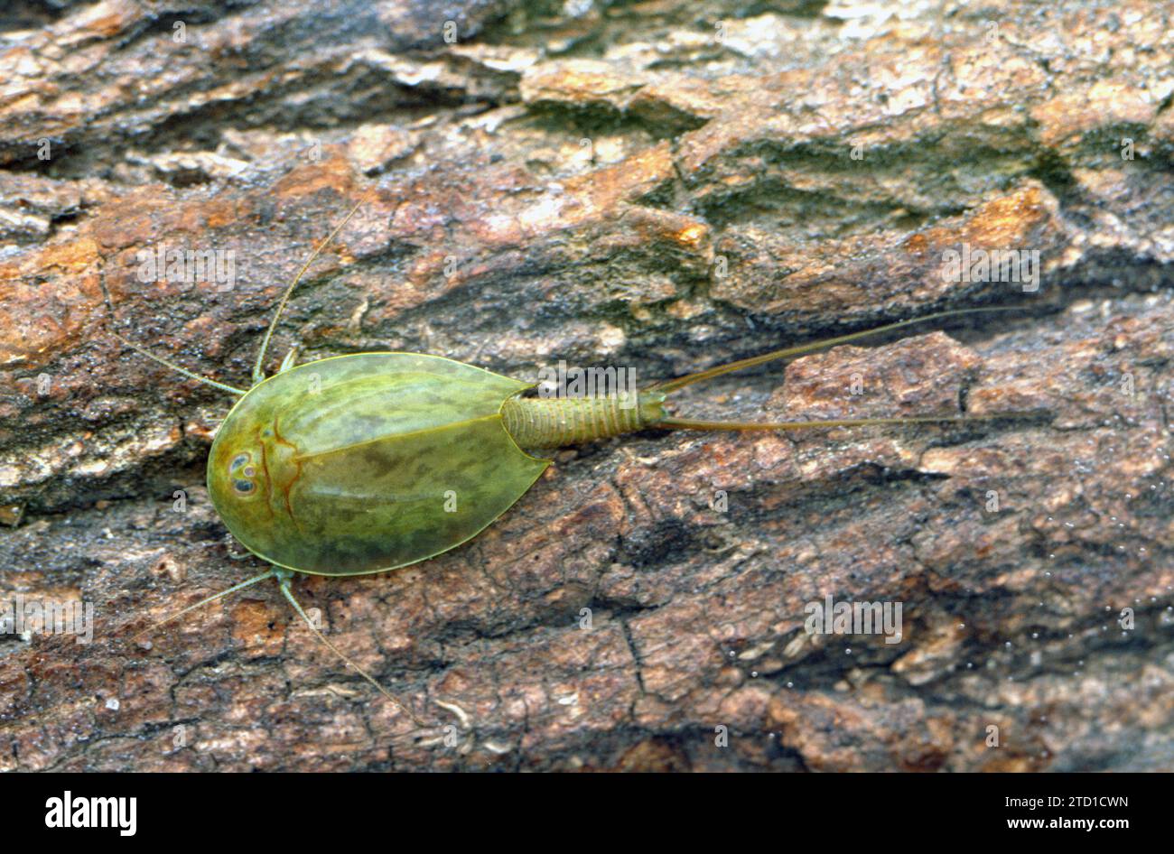 Triops eggs - Tadpole Shrimps, Longicaudatus, Cancriformis, Newberryi