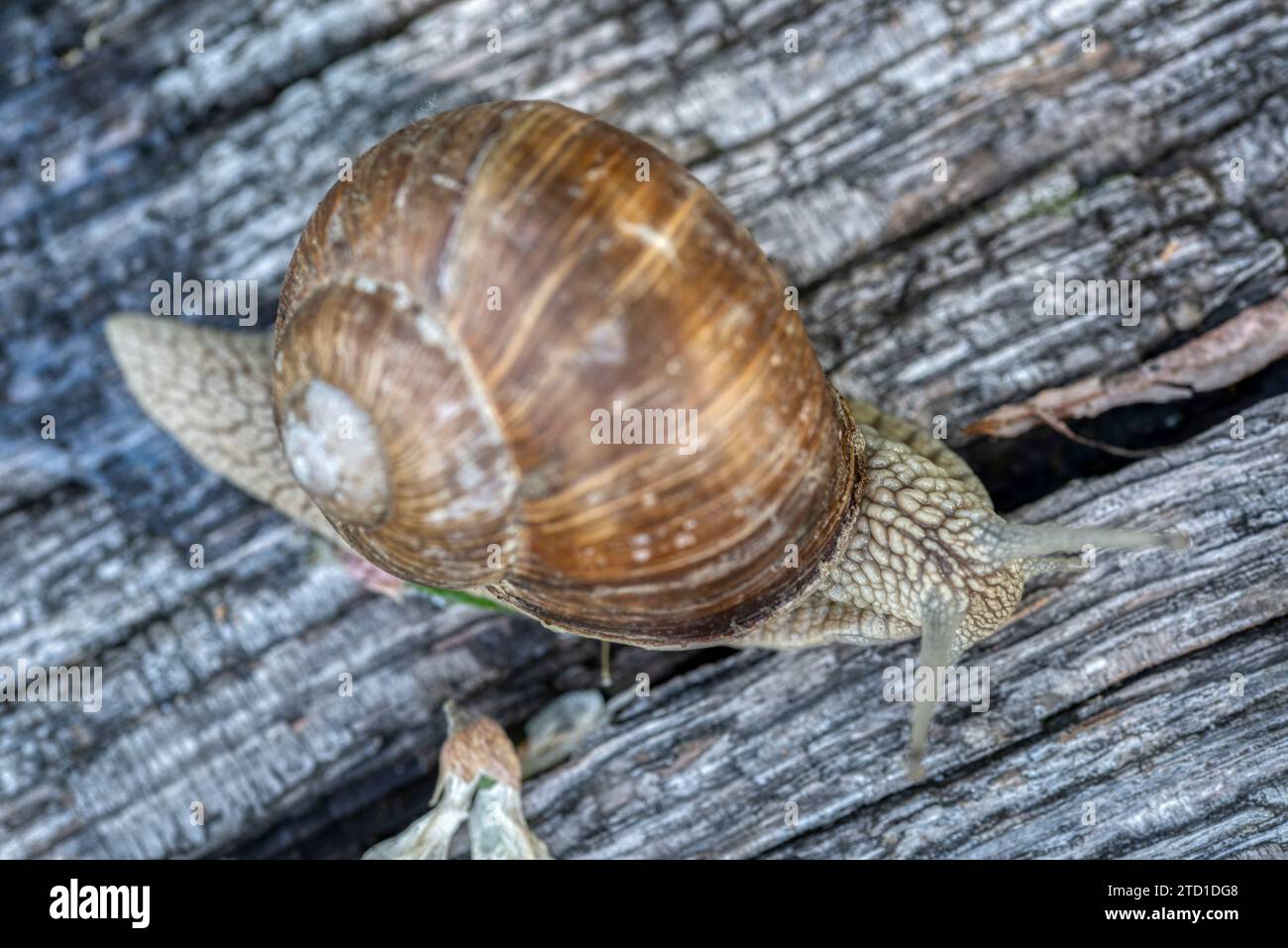 Helix pomatia also Roman snail or burgundy snail is a large air-breathing land snail. Pulmonary Gastropod Mollusk, family Helicidae stock photo Stock Photo