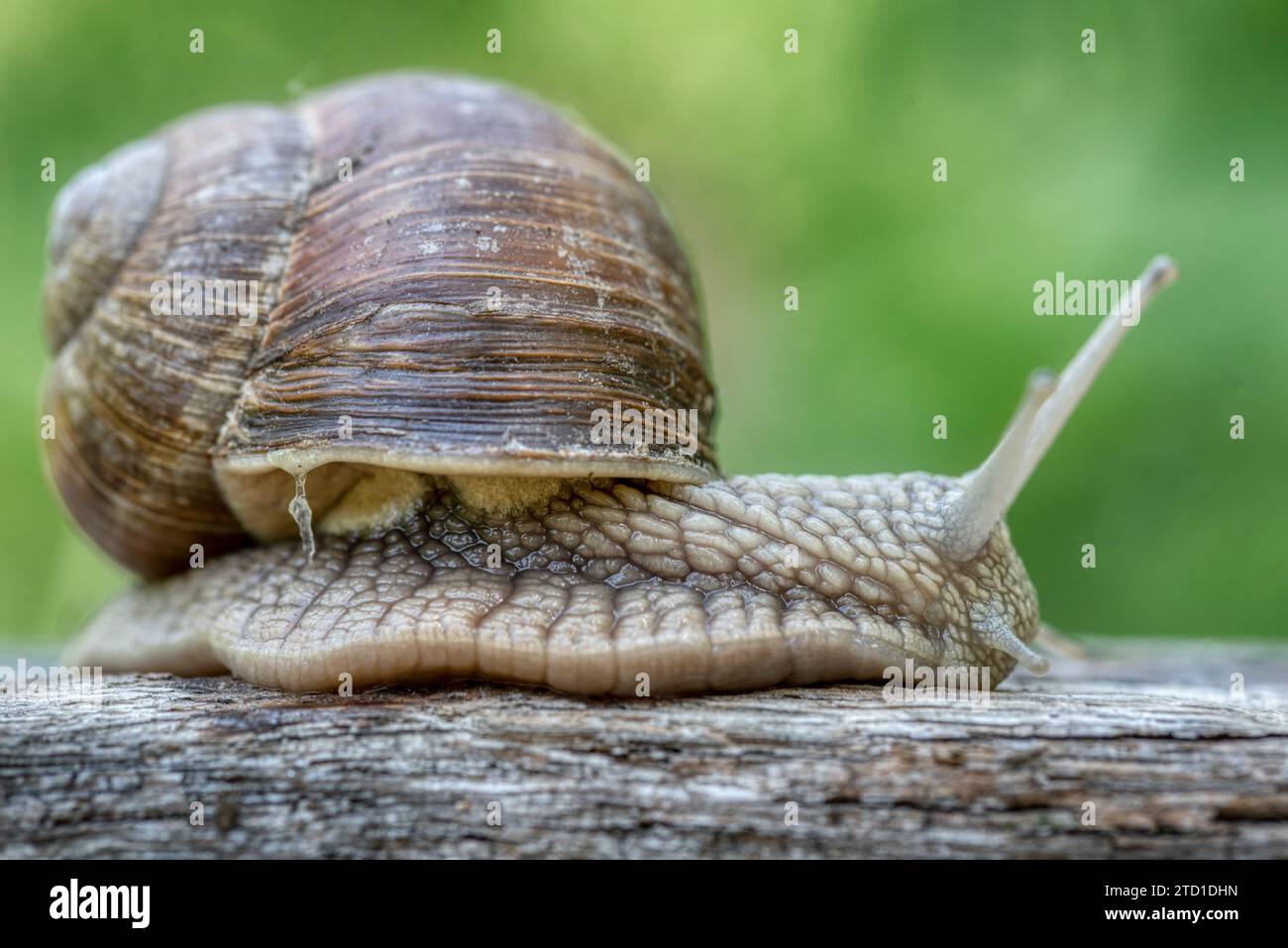 Helix pomatia also Roman snail or burgundy snail is a large air-breathing land snail. Pulmonary Gastropod Mollusk, family Helicidae stock photo Stock Photo