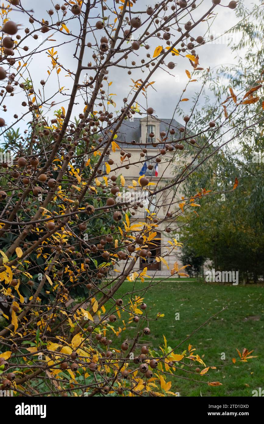 Paris, France, 2023. A medlar bush in the Jardin Teilhard de Chardin, with the façade of the Bibliothèque de l'Arsenal in the background (vertical) Stock Photo