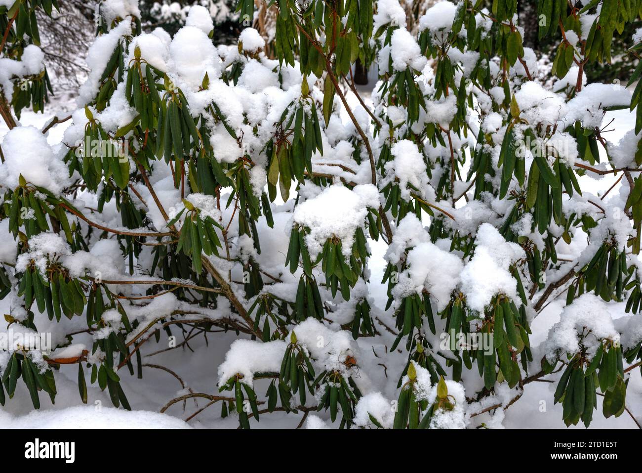 Rhododendron shrub 'Roseum elegance' under the snow Stock Photo