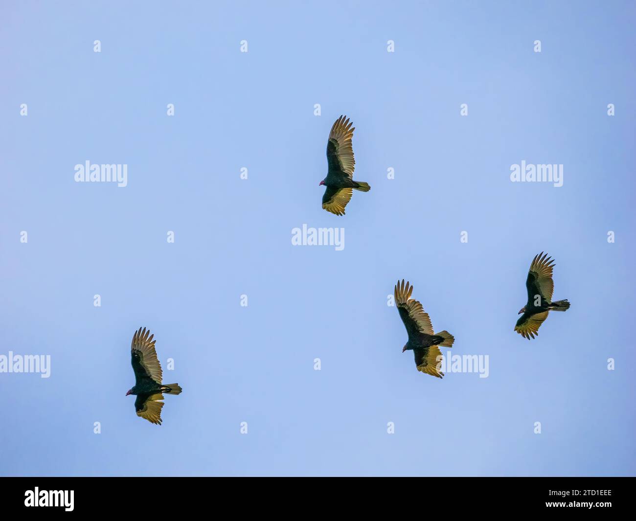 Black Vultures flying overhead in southwest Florida USA Stock Photo Alamy