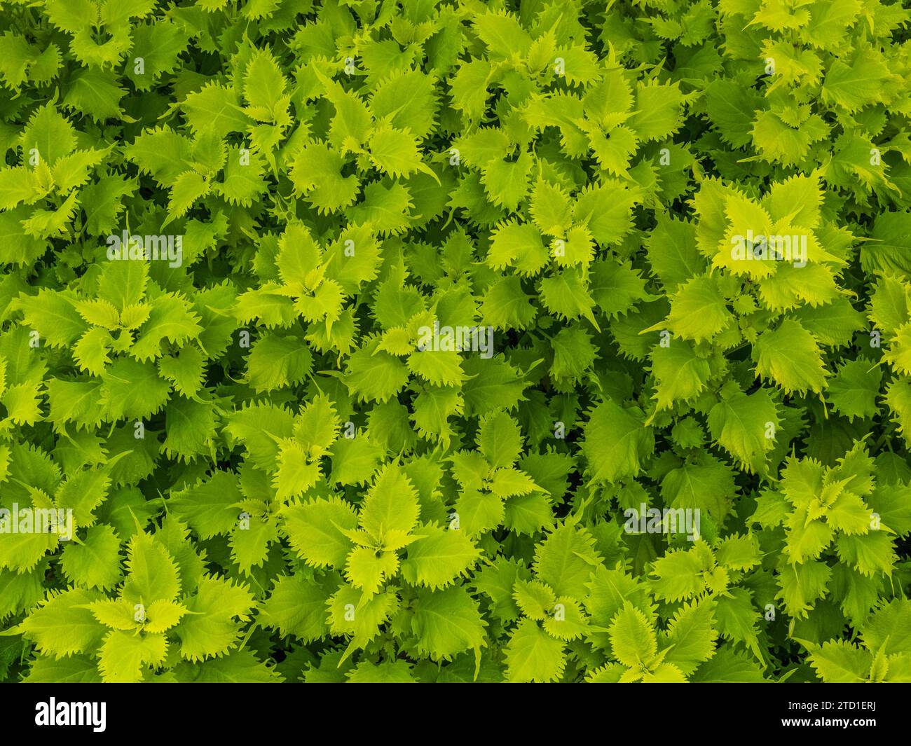 Green Beeksteak plant also known as Perilla Mint or Wild Basil Stock Photo