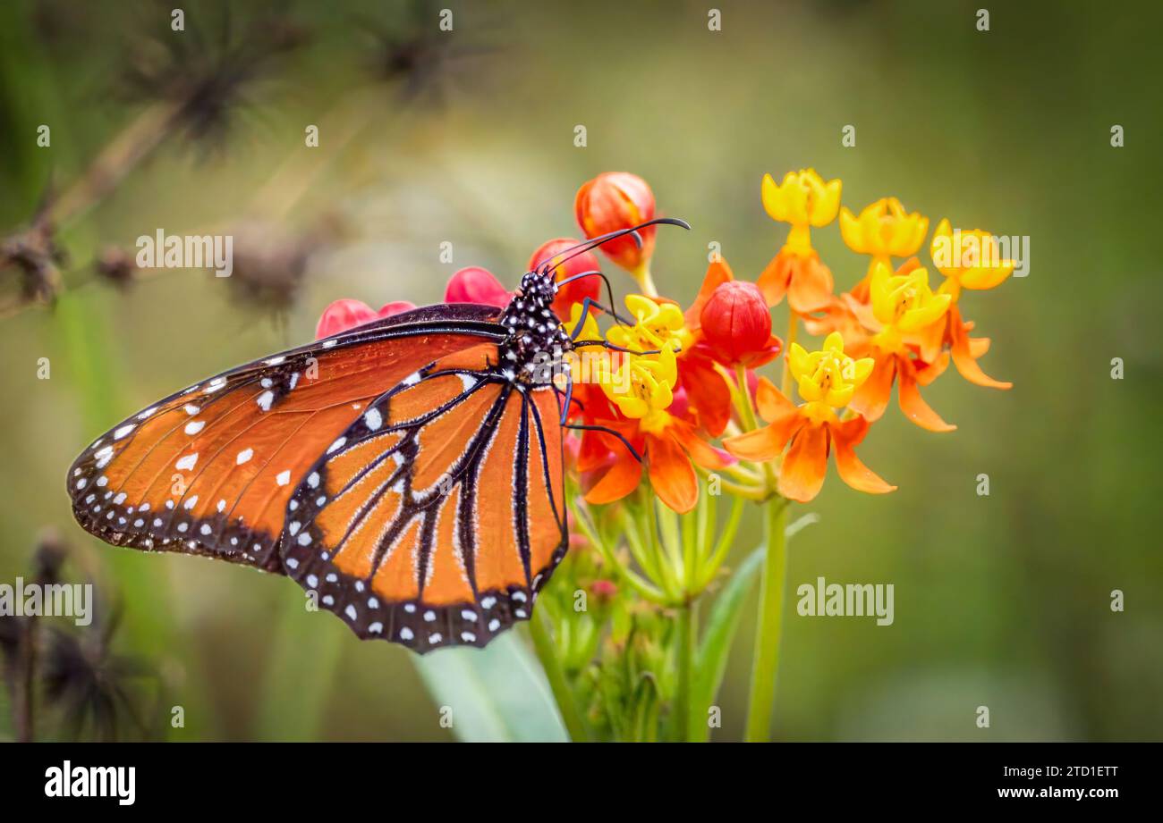 A single Queen butterfly on red and yellow Tropical Milkweed Stock Photo