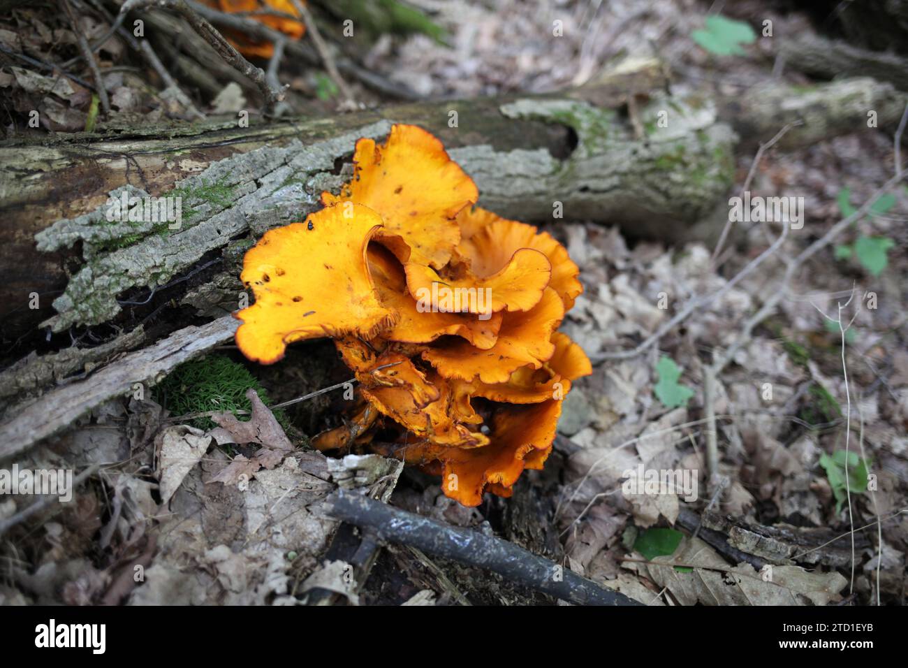Mushroom or fungus growing on dead decaying fallen trees Stock Photo