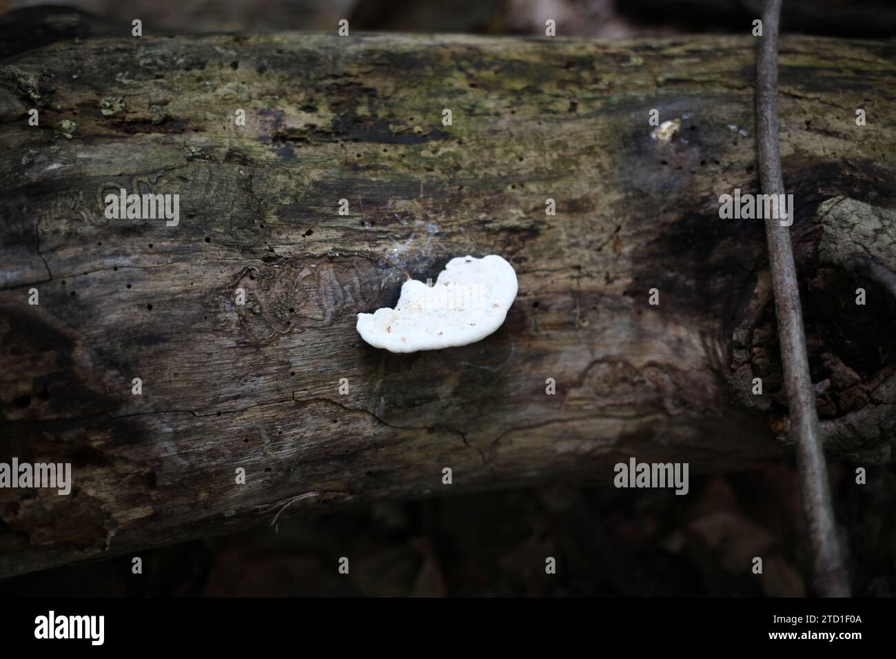 Fungus growing on dead fallen tree. Stock Photo