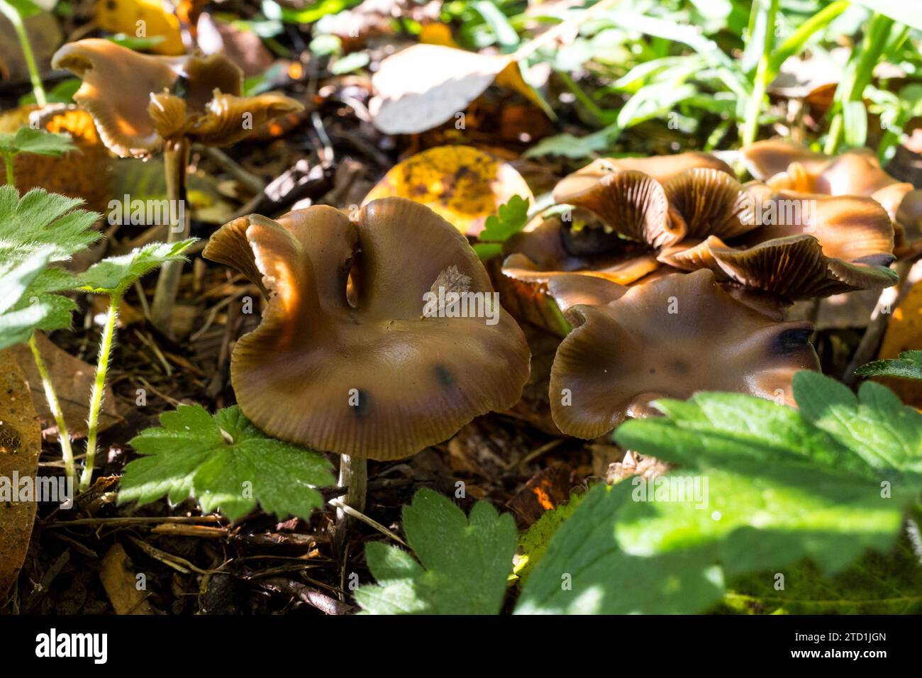 grow mushrooms on wood chips