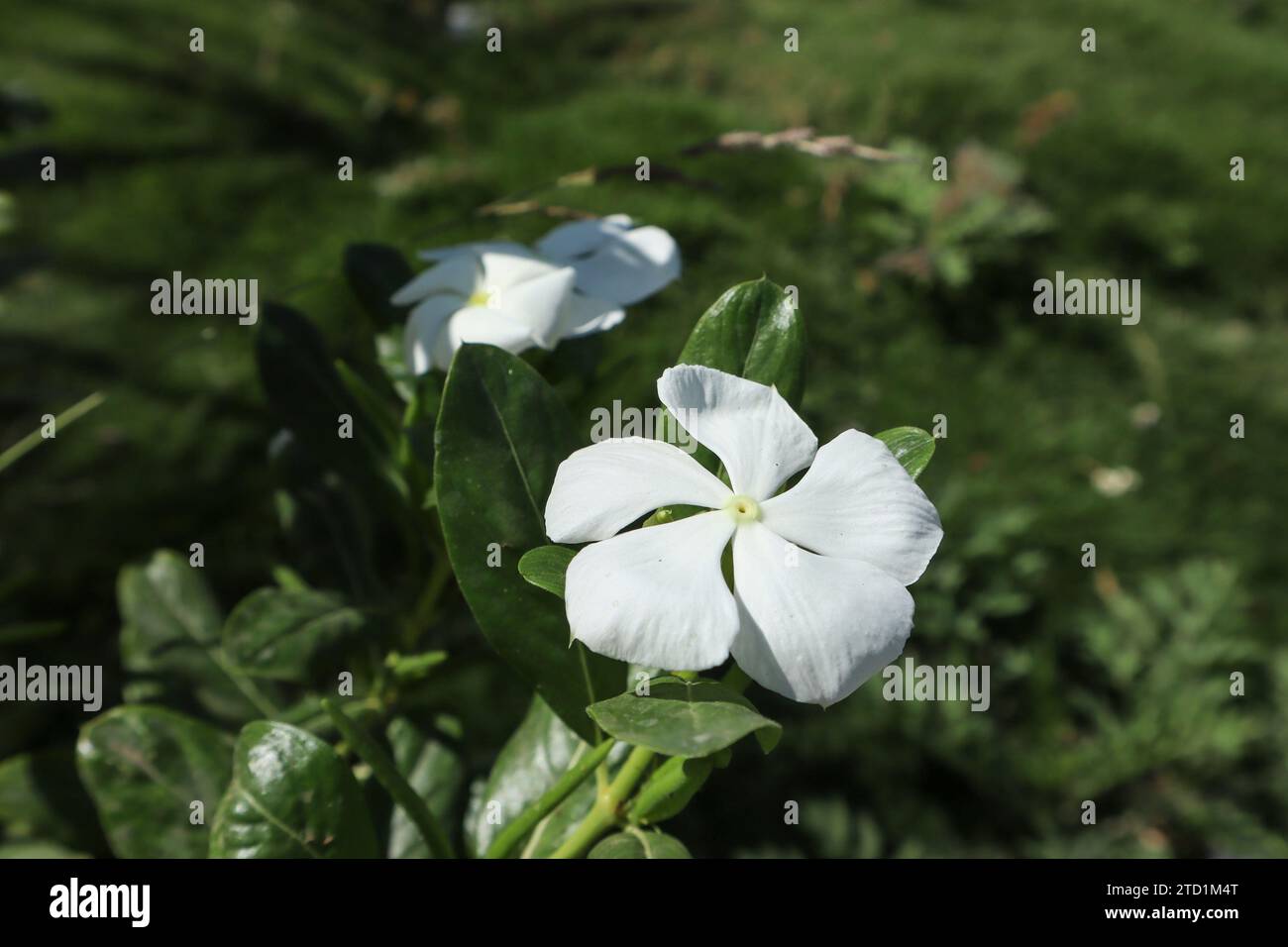 White vinca flower, sadabahar ke phool safed Stock Photo Alamy