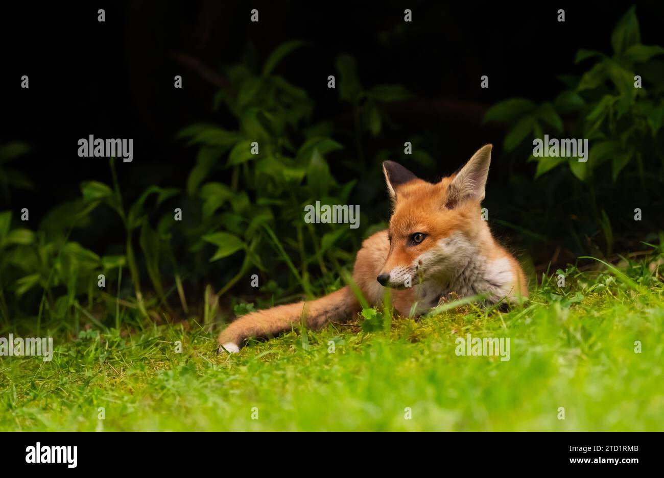 City fox den hi-res stock photography and images - Alamy