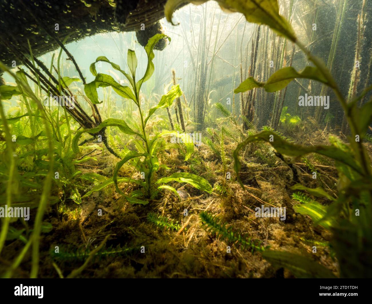Aquatic plants in shallow water Stock Photo
