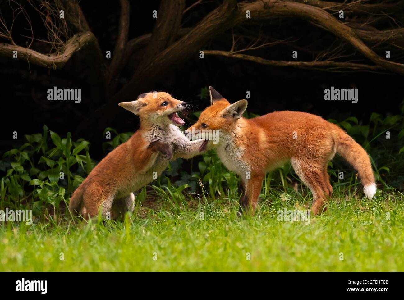 25 April 2023, Berlin: 25.04.2023, Berlin. Two young red foxes (Vulpes vulpes), only a few weeks old, are fighting and playing in a park in the capital in the evening sun. The young Berlin city foxes are practicing to assert themselves against each other. City foxes have developed their own strategies for living alongside humans and are now even genetically different from their relatives in the countryside. Photo: Wolfram Steinberg/dpa Photo: Wolfram Steinberg/dpa Stock Photo