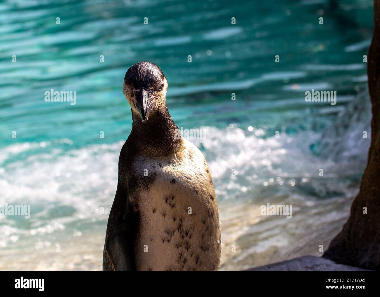 The Galapagos Penguin (Spheniscus mendiculus), native to the unique Galapagos Islands, thrives near the equator. This small, resilient penguin species Stock Photo