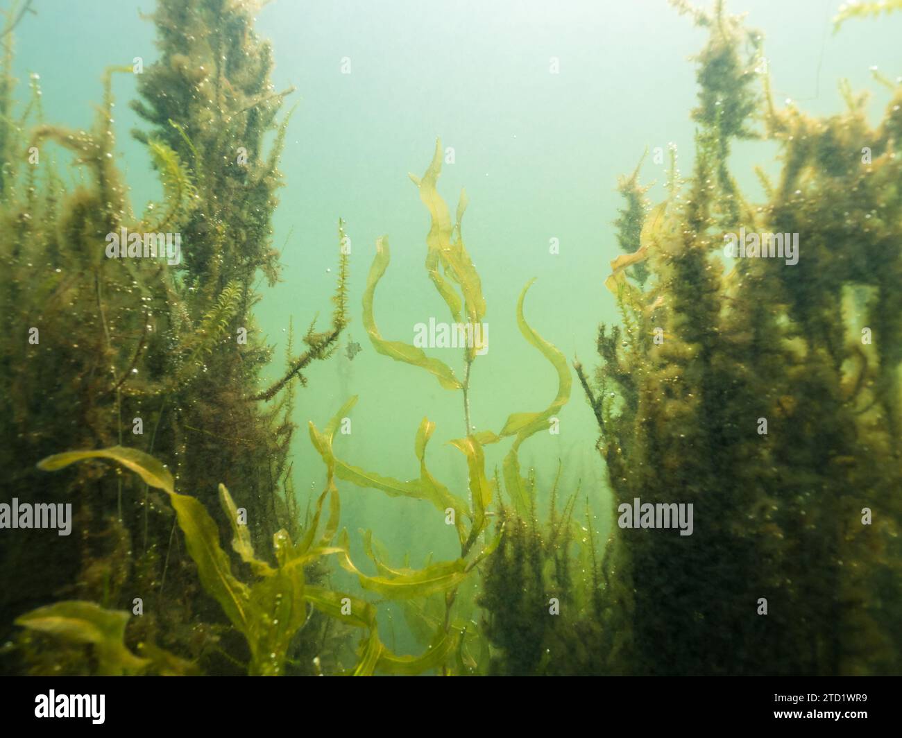 Long-stalked pondweed growing underwater with aquatic moss Stock Photo