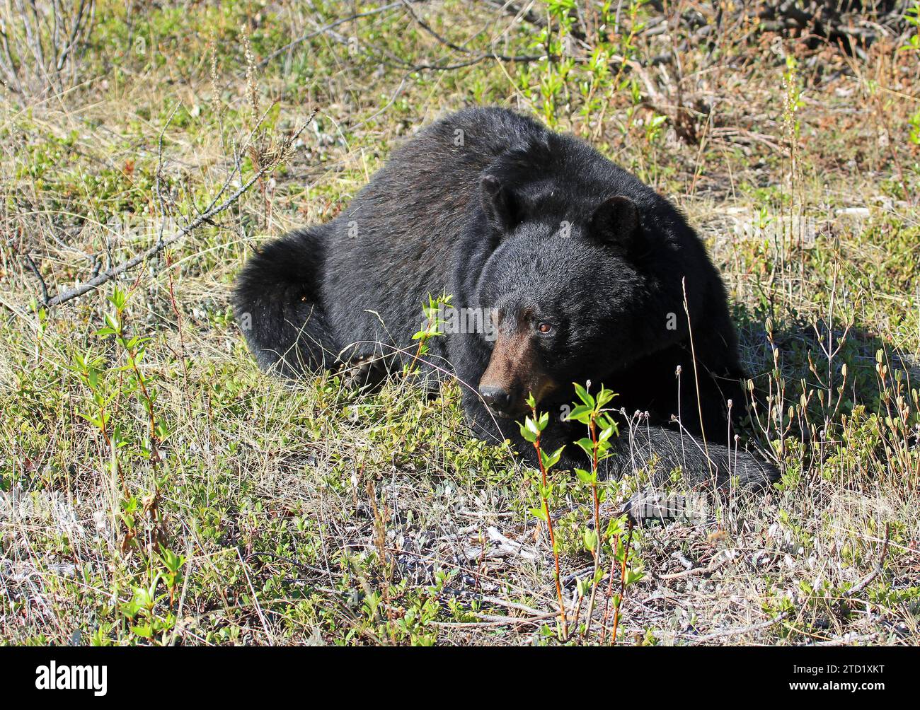 Black Bear watching - Jasper NP, Canada Stock Photo