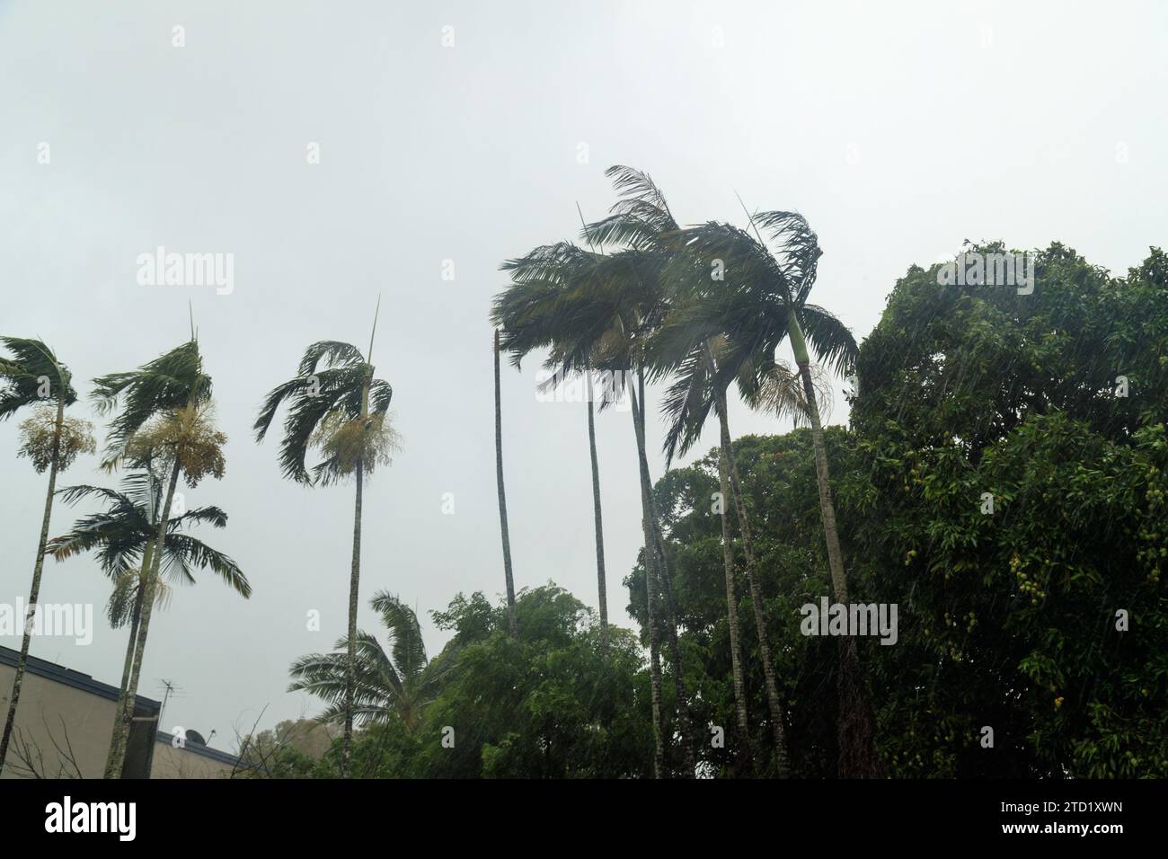 December 13, 2023, Cairns, Queensland, Australia Palm trees seen swaying in heavy wind during