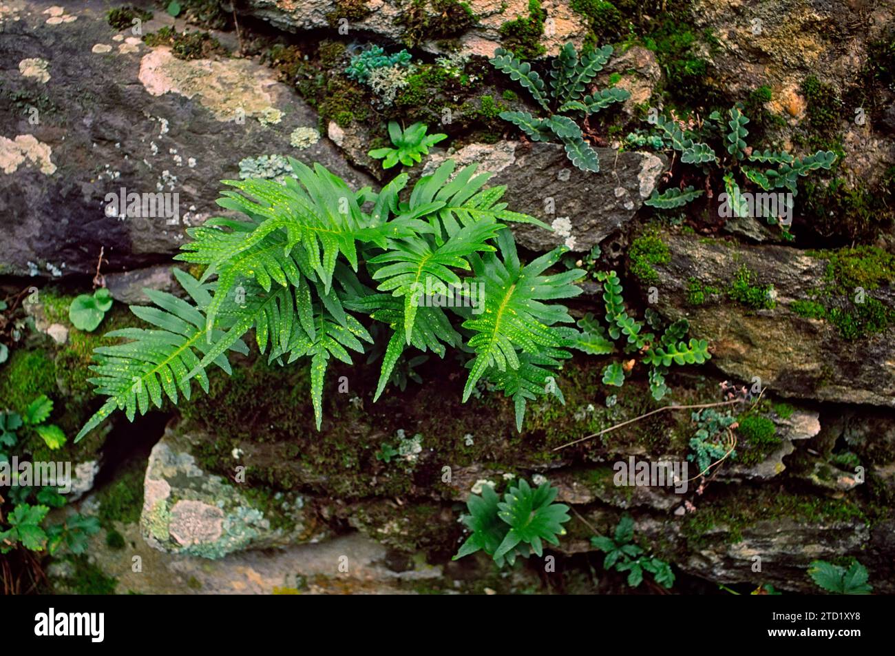 Southern polypody (Polypodium cambricum), Polypodiaceae. Fern growing between rocks. Stock Photo