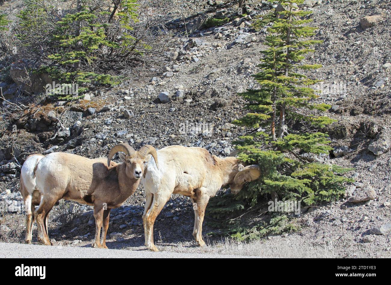 Bighorn sheep hitting the tree - Jasper NP, Canada Stock Photo