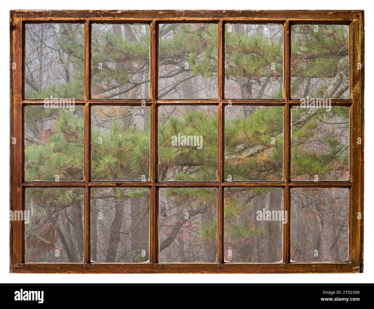 forest and pine tree in fog as seen from a retro sash window Stock ...