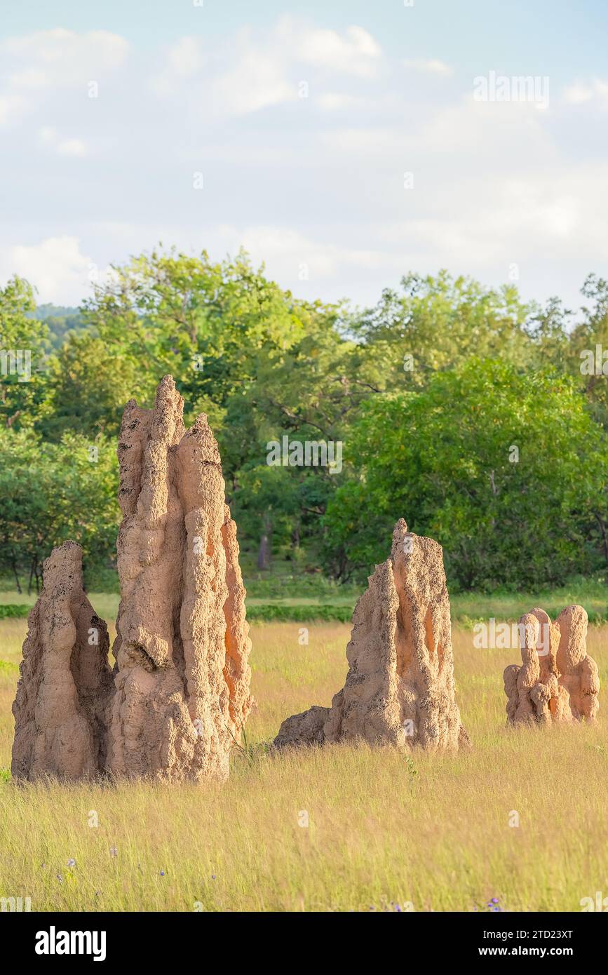 Litchfield park termite mounds hi-res stock photography and images - Alamy
