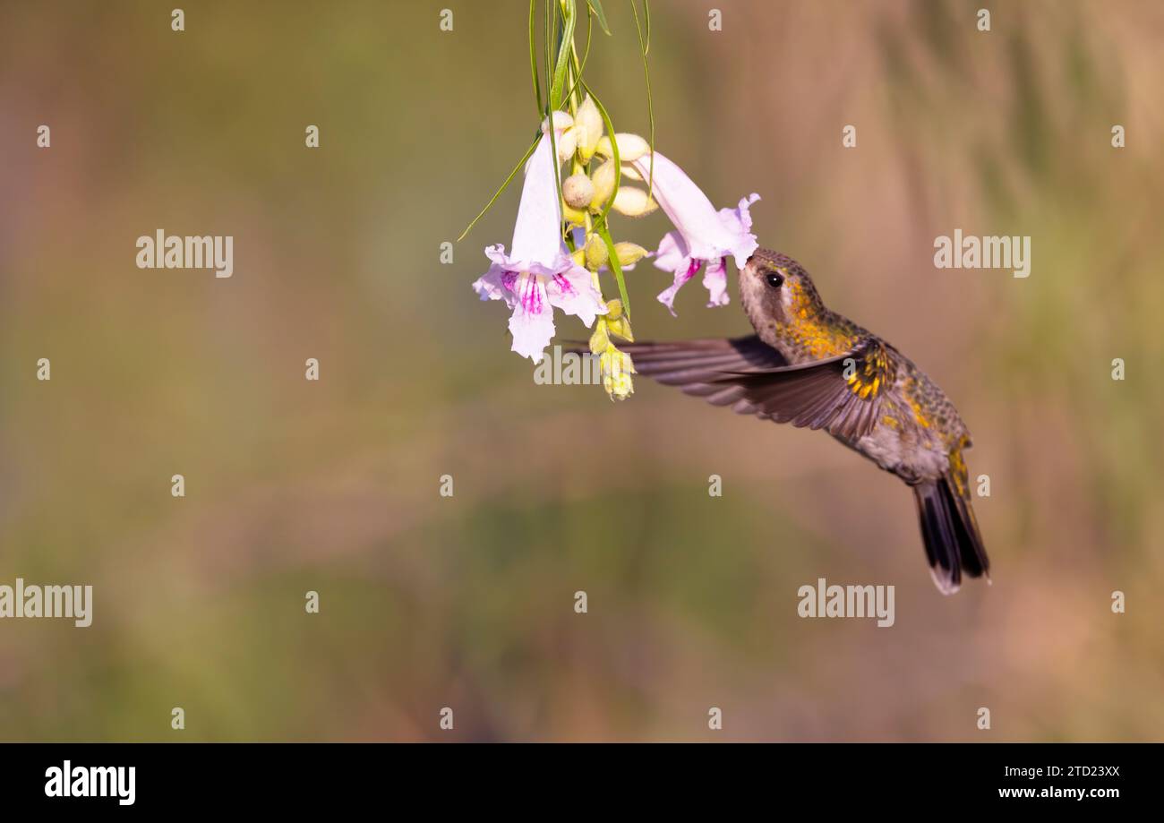 Hovering hummingbird feeds on nectar with beak deep into tubular flower of Desert Willow Tree blossom Stock Photo