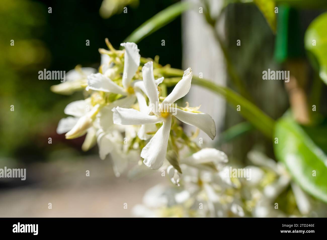 beautiful white flowers of Star Jasmine (Trachelospermum jasminoides) also know as Confederate jasmine, star jasmine, Confederate jessamine, and Chine Stock Photo