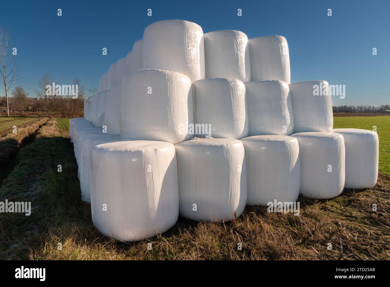 Bales of hay wrapped in white plastic and stacked as a winter supply in a field in the Po Valley, in the province of Cuneo, Italy, under a blue sky Stock Photo