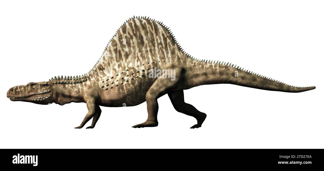 Arizonasaurus, a genus of extinct reptile, known for having sail made of tall neural spines, was a ctenosauriscid archosaur. Stock Photo