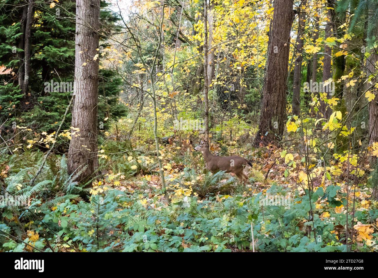 WIldlife in Discovery park in Seattle Stock Photo Alamy